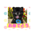 黒ポメ  のあ（個別スタンプ：2）