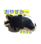 黒ポメ  のあ（個別スタンプ：5）