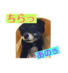 黒ポメ  のあ（個別スタンプ：6）