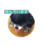 黒ポメ  のあ（個別スタンプ：7）