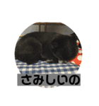 黒ポメ  のあ（個別スタンプ：10）