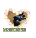 黒ポメ  のあ（個別スタンプ：11）