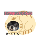 黒ポメ  のあ（個別スタンプ：13）