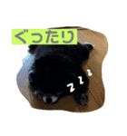 黒ポメ  のあ（個別スタンプ：15）