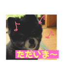 黒ポメ  のあ（個別スタンプ：16）