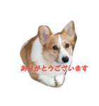 ロルとリッカ（個別スタンプ：5）