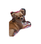 愛犬犬（個別スタンプ：1）