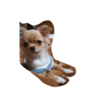 愛犬犬（個別スタンプ：2）