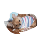 愛犬犬（個別スタンプ：5）