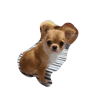 愛犬犬（個別スタンプ：6）