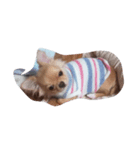 愛犬犬（個別スタンプ：7）