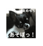 まめロコにゃん（個別スタンプ：1）
