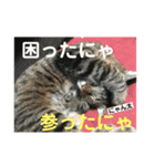 まめロコにゃん（個別スタンプ：2）