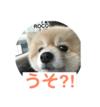 まめロコにゃん（個別スタンプ：4）