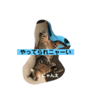 まめロコにゃん（個別スタンプ：5）