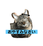まめロコにゃん（個別スタンプ：6）