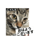 まめロコにゃん（個別スタンプ：7）
