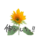 ポジティブな言葉にひまわりの花をそえて02（個別スタンプ：13）