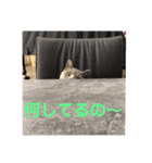 ブリティッシュ＆チワワ（個別スタンプ：3）