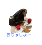 ブリティッシュ＆チワワ（個別スタンプ：5）