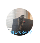 ブリティッシュ＆チワワ（個別スタンプ：7）