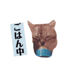 サスキラすたんぷ（個別スタンプ：8）