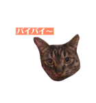 サスキラすたんぷ（個別スタンプ：9）