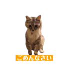 サスキラすたんぷ（個別スタンプ：12）