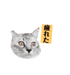 サスキラすたんぷ（個別スタンプ：18）