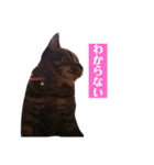 サスキラすたんぷ（個別スタンプ：22）