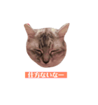 サスキラすたんぷ（個別スタンプ：23）