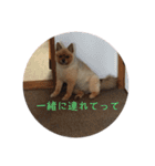ポメッツのチャポちゃん（個別スタンプ：6）