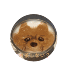 ポメッツのチャポちゃん（個別スタンプ：11）