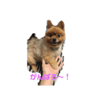ポメッツのチャポちゃん（個別スタンプ：21）