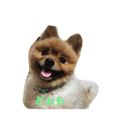 ポメッツのチャポちゃん（個別スタンプ：22）