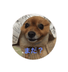 ポメッツのチャポちゃん（個別スタンプ：23）