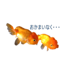 らんちゅう 金魚 愛しいペット（個別スタンプ：2）