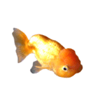 らんちゅう 金魚 愛しいペット（個別スタンプ：3）