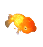 らんちゅう 金魚 愛しいペット（個別スタンプ：4）