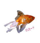 らんちゅう 金魚 愛しいペット（個別スタンプ：5）