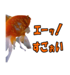 らんちゅう 金魚 愛しいペット（個別スタンプ：7）