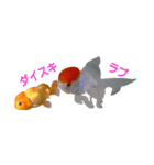 らんちゅう 金魚 愛しいペット（個別スタンプ：8）