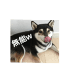 ぶらっくどっぐだいありー（個別スタンプ：1）