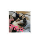ぶらっくどっぐだいありー（個別スタンプ：2）