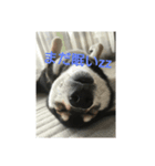 ぶらっくどっぐだいありー（個別スタンプ：3）