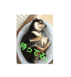 ぶらっくどっぐだいありー（個別スタンプ：4）