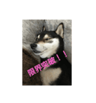 ぶらっくどっぐだいありー（個別スタンプ：5）