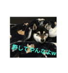 ぶらっくどっぐだいありー（個別スタンプ：6）