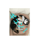 ぶらっくどっぐだいありー（個別スタンプ：7）