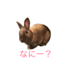 らびふぁー！（個別スタンプ：2）